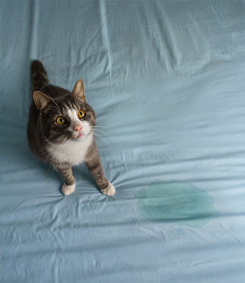 mi gato tiene incontinencia